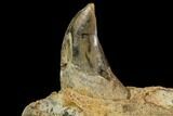 Fossil Sea Lion (Allodesmus) Lower Jaw Section - Bakersfield, CA #143892-4